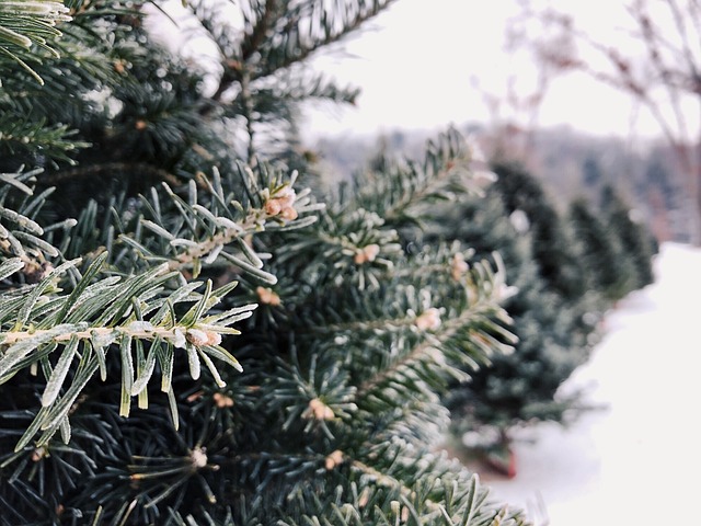 close up of pine needles on a tree